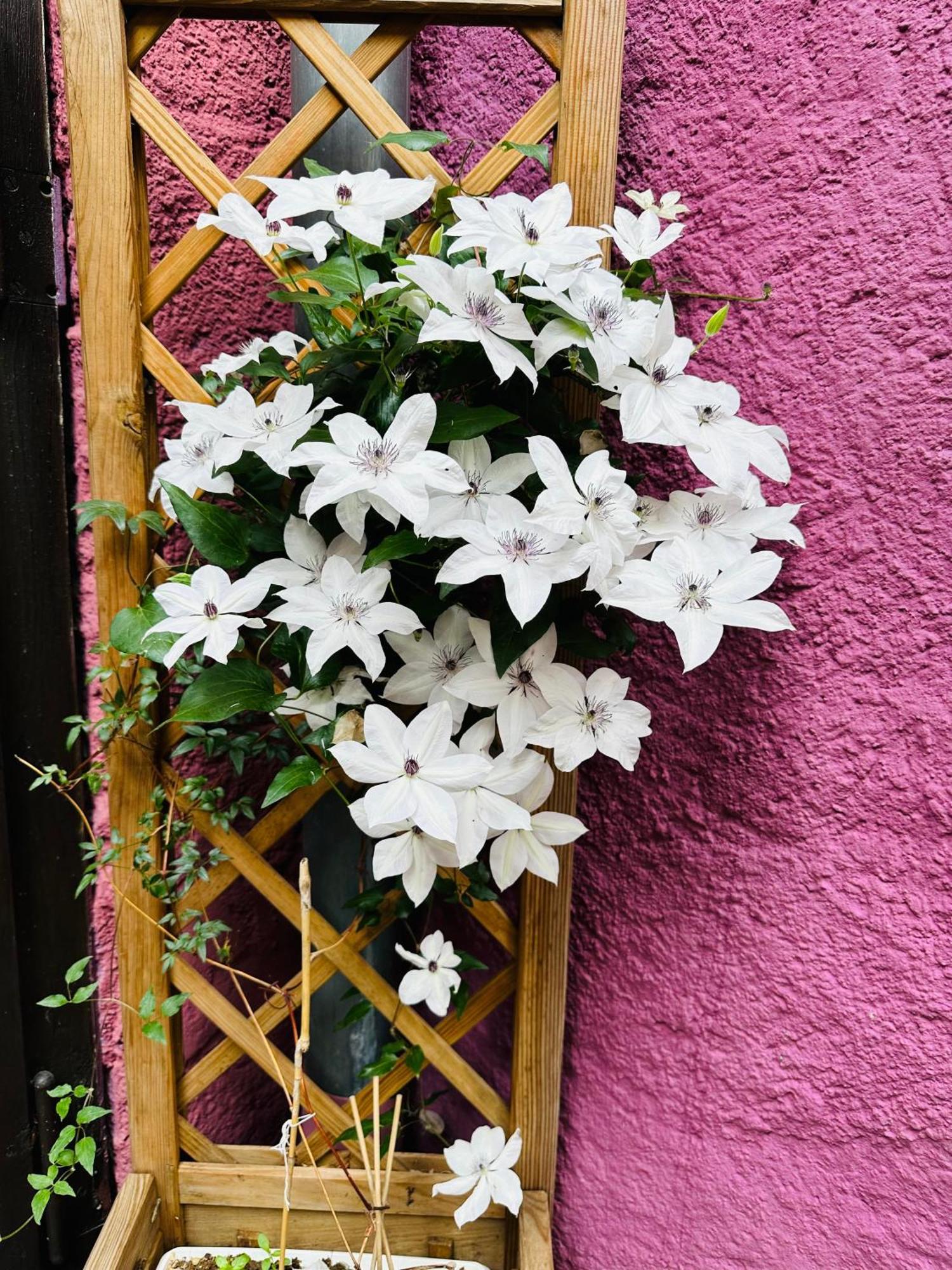 Auberge Le Meisenberg Châtenois Exteriér fotografie